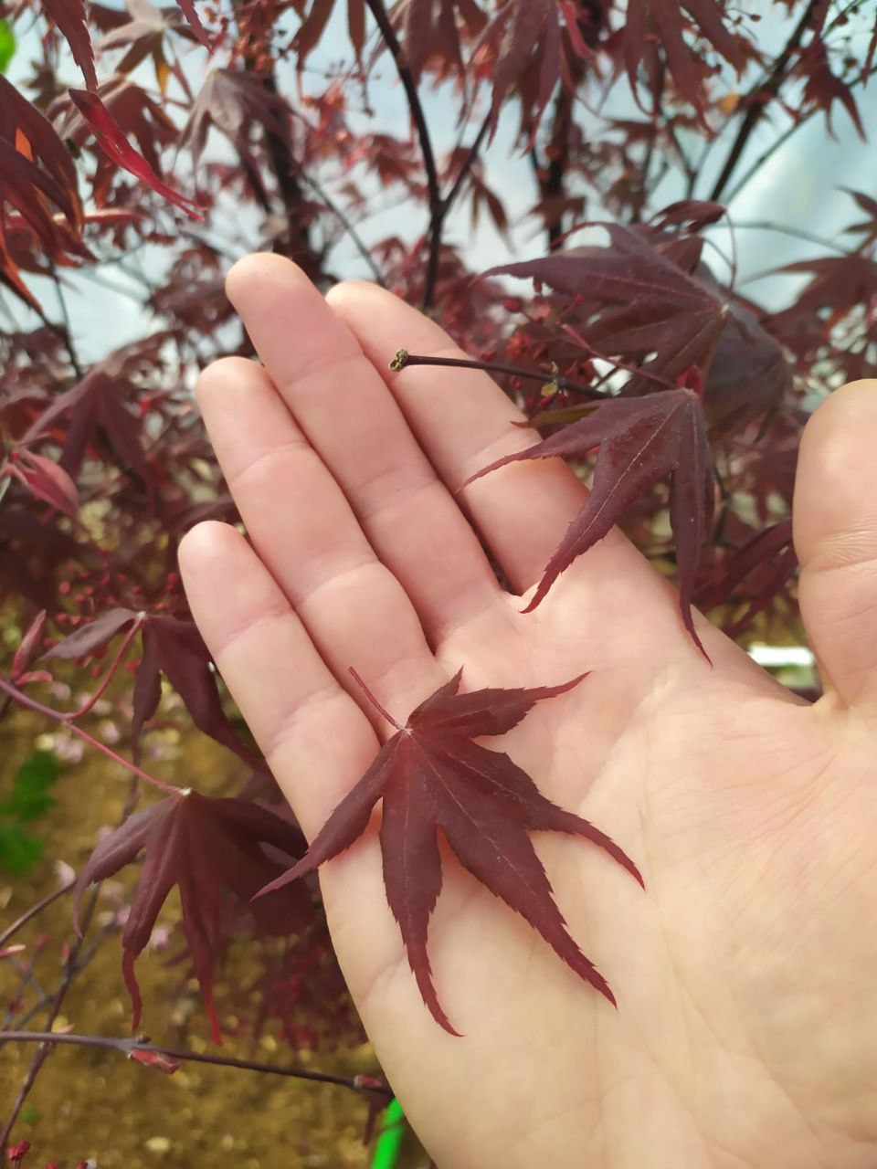 BenniAcero - Foglie di Acero - Acer palmatum – BenniBro